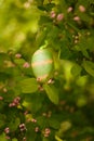 Decorative easter egg on ribbon hanging on blooming spring bush branches. Royalty Free Stock Photo