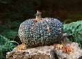 Decorative edible green Marina di Chioggia pumpkin on nature stone in the garden.