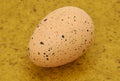 Decorative Egg Royalty Free Stock Photo