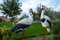 Decorative elements for home garden. Handmade figures of wild crane birds. Two artificial colored statues in the backyard.