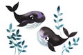 Decorative elements Two small cartoon dark blue whales are playing in the thickets of sea plants and algae. Cute baby illustration Royalty Free Stock Photo