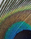 Decorative end of a peacock feather, detail, macro