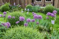 Decorative english garden with Giant Allium