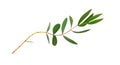 Decorative eucalyptus green leaves