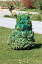 Decorative evergreen bush covered in protective net and tied tightly during cold winter days surrounded with uncut grass and paved