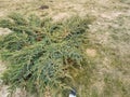 decorative evergreen shrub in the spring garden dry grass