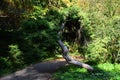 Decorative evergreen tree, possibly of Cypruss family is leaning above park pathway