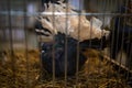 Decorative fantail pigeon in a cage. Bird breeding. Trade show exhibition. Farming business, agriculture Royalty Free Stock Photo