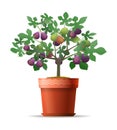 Decorative fig tree Royalty Free Stock Photo