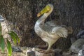 Decorative figure of the Dodo bird