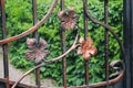 Decorative finish of metal fencing with forged elements. Incoming leaves