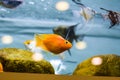 Decorative fish in the aquarium. Angelfish and Goldfish