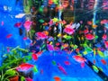 Decorative fish in a Aquarium, close up...