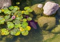 Decorative fish in pond