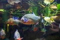 Decorative fish and reptiles in the aquarium