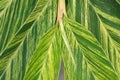 Tybetan ginger lily leaves pattern.