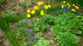 Decorative Flower bed with Blue muscari and Doronicum flowers Royalty Free Stock Photo