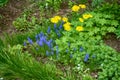 Decorative Flower bed with Blue muscari and Doronicum flowers Royalty Free Stock Photo