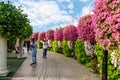 Decorative flower-decorated pedestrian alley on the territory of the botanical Dubai Miracle Garden in Dubai city, United Arab