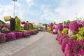 Decorative flower-decorated pedestrian alley on the territory of the botanical Dubai Miracle Garden in Dubai city, United Arab