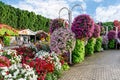 Decorative flower-decorated pedestrian alley on the territory of the botanical Dubai Miracle Garden in Dubai city, United Arab