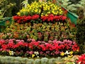 Decorative flower gardens, india