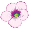 Decorative flower in pink, isolated object on white background, vector illustration Royalty Free Stock Photo