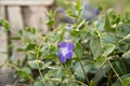 Decorative flower pots with spring flowers viola cornuta in vibrant violet and yellow color, purple yellow pansies in flower pots Royalty Free Stock Photo