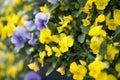 Decorative flower pots with spring flowers viola cornuta in vibrant violet and yellow color, purple yellow pansies in flower pots Royalty Free Stock Photo