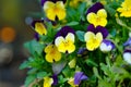 Decorative flower pots with spring flowers viola cornuta in vibrant violet and yellow color, purple yellow pansies in flower pots Royalty Free Stock Photo