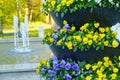 Decorative flower pots with spring flowers viola cornuta in vibrant violet and yellow color, purple yellow pansies in flower pots Royalty Free Stock Photo