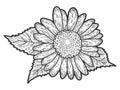 Decorative flower of a sunflower. Sketch scratch board imitation. Royalty Free Stock Photo