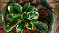 Decorative flower & x28;Calathea Veitchiana& x29;