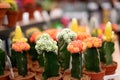 Decorative flowering cacti in pots. Sale of decorative plants. Floristics