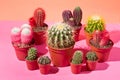 Decorative flowerpot houseplant cactus, different varieties of succulents in studio