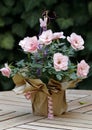 A decorative flowerpot with pink roses on a garden table Royalty Free Stock Photo