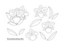 Decorative flowers - orchid Brassolaeliocattleya on a white background. Set of simple elegant frames for your design. Vector Royalty Free Stock Photo