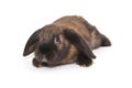 Decorative, fold-eared rabbit of brown color Royalty Free Stock Photo