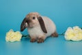 Decorative, fold-eared rabbit and flowers Royalty Free Stock Photo