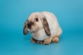 Decorative, fold-eared rabbit Royalty Free Stock Photo