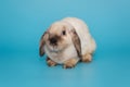 Decorative, fold-eared rabbit of Siamese color Royalty Free Stock Photo