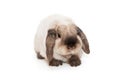 Decorative, fold-eared rabbit of Siamese color Royalty Free Stock Photo