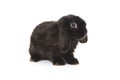Decorative fold rabbit in black Royalty Free Stock Photo