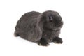 Decorative fold rabbit in grey color Royalty Free Stock Photo