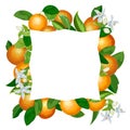 Decorative frame with bright oranges.