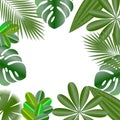 Decorative frame. Leaves of tropical plants. Isolated items. Monstera, ficus, palm tree Schefflera