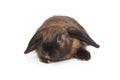 Decorative, funny fold rabbit of brown color Royalty Free Stock Photo