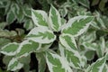 Decorative garden Derain White Elegantissima or or Cornus alba