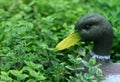 Garden duck figurine