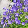 Decorative garden flower bellflower (Campanula carpatica) Royalty Free Stock Photo